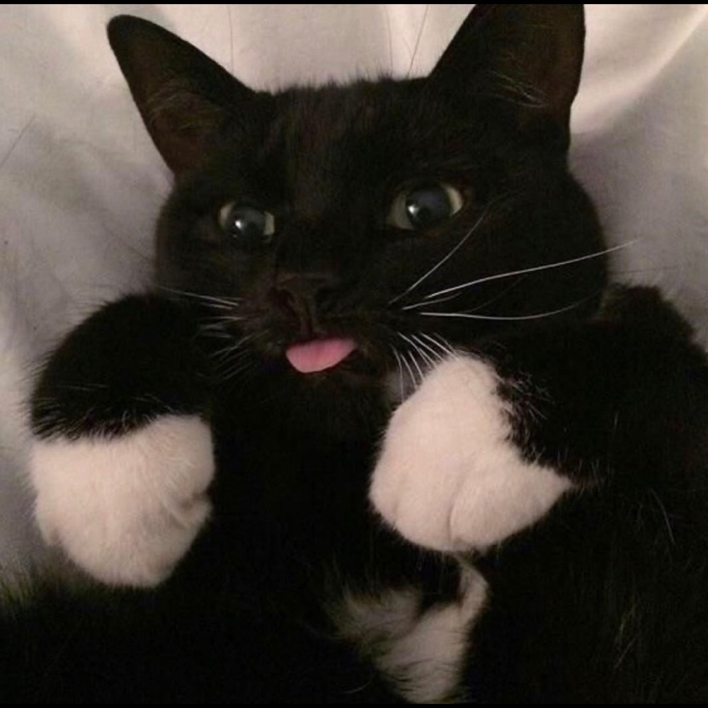 Meet your Posher, Mia